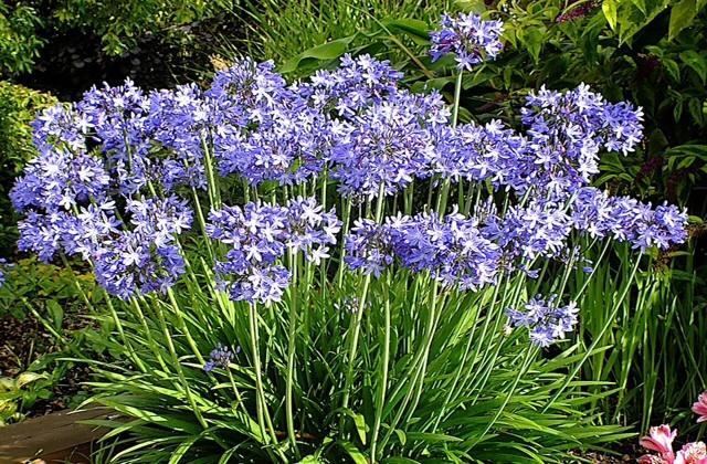 Agapanthus Bed And Breakfast Hoogkarspel Экстерьер фото